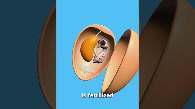 What exactly is an egg yolk? What exactly is an egg yolk?