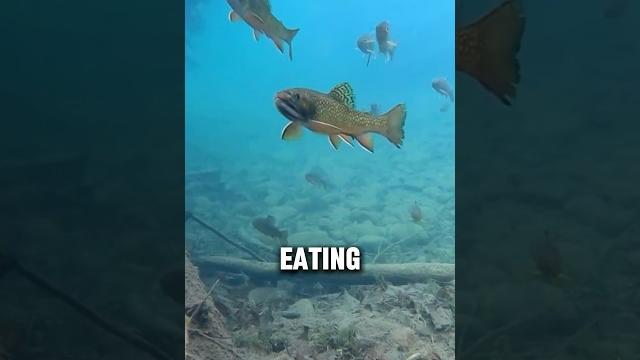 Trout living in the mountains! ️ Trout living in the mountains! ️