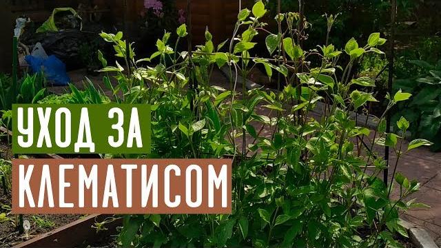 Что нужно для бурного цветения клематиса? / садовый гид Что нужно для бурного цветения клематиса? / садовый гид