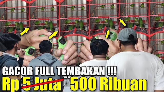 This mas wonderful winning finding a gacor ijo cucak full shots for only 500 thousand not 5 million This mas wonderful winning finding a gacor ijo cucak full shots for only 500 thousand not 5 million