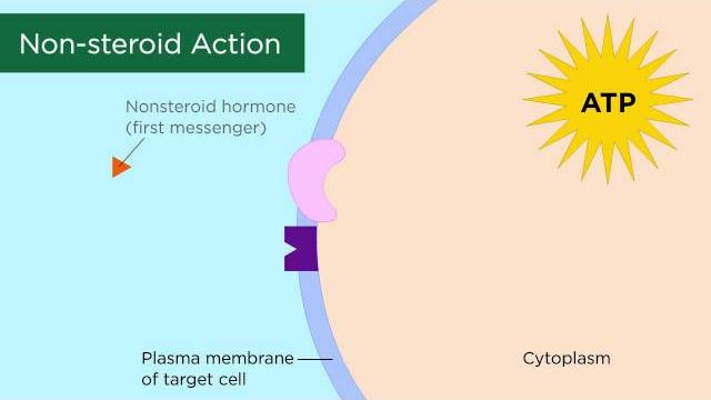 Mechanisms of hormone action Mechanisms of hormone action