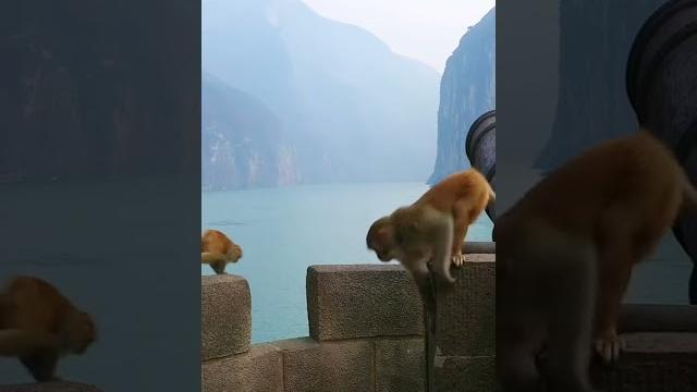 朝辞白帝彩云间,千里江陵一日还;两岸猿声啼不住,轻舟已过万重山。风景 长江三峡 旅行 朝辞白帝彩云间,千里江陵一日还;两岸猿声啼不住,轻舟已过万重山。风景 长江三峡 旅行
