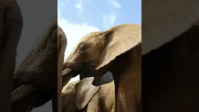 When nature's dump trucks unload from the sky #wildlife #video #animals #elephant #shorts #hunting When nature's dump trucks unload from the sky #wildlife #video #animals #elephant #shorts #hunting