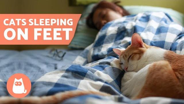 Why does my cat sleep on my feet? 5 reasons! Why does my cat sleep on my feet? 5 reasons!