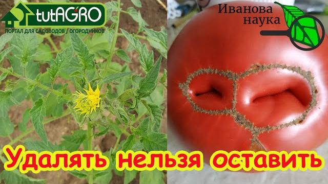 Цветки-монстры у томата: удалять нельзя оставить. махровые цветки → корявые плоды. что с ними делать Цветки-монстры у томата: удалять нельзя оставить. махровые цветки → корявые плоды. что с ними делать