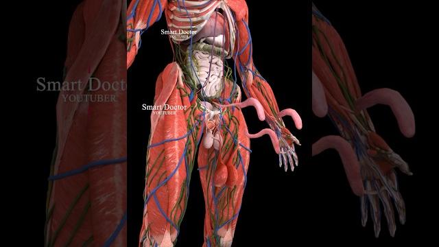 Anatomy of the male repr0-ductive system ️ Anatomy of the male repr0-ductive system ️