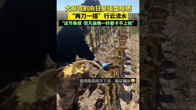 大哥收割向日葵插盘晾晒,“两刀一插”行云流水!网友:“这节奏感 但凡偷懒一秒都卡不上拍” #趣闻 #秋收 大哥收割向日葵插盘晾晒,“两刀一插”行云流水!网友:“这节奏感 但凡偷懒一秒都卡不上拍” #趣闻 #秋收