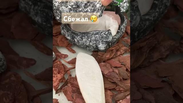 Ящер цезарь убежал из террариума… помогите найти… #видео #ящерица #динозавр #животные #побег #поиск Ящер цезарь убежал из террариума… помогите найти… #видео #ящерица #динозавр #животные #побег #поиск