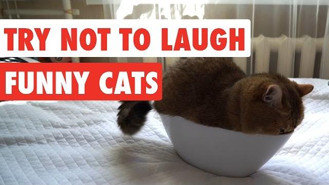 Try not to laugh | funny cat video compilation 2017 Try not to laugh | funny cat video compilation 2017