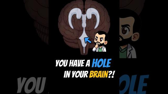 The holes in your brain #shorts The holes in your brain #shorts