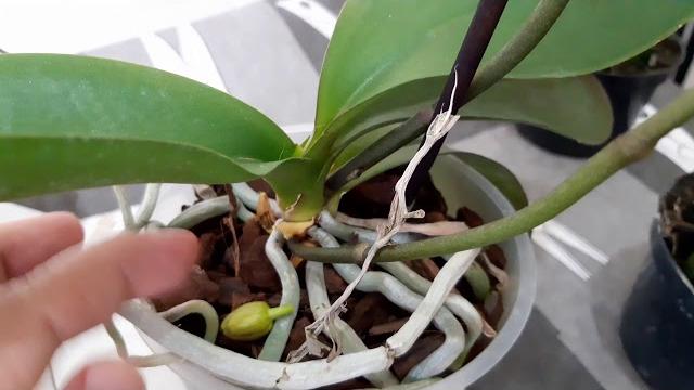 #comprei #plantas no #carrefour #comprei #plantas no #carrefour