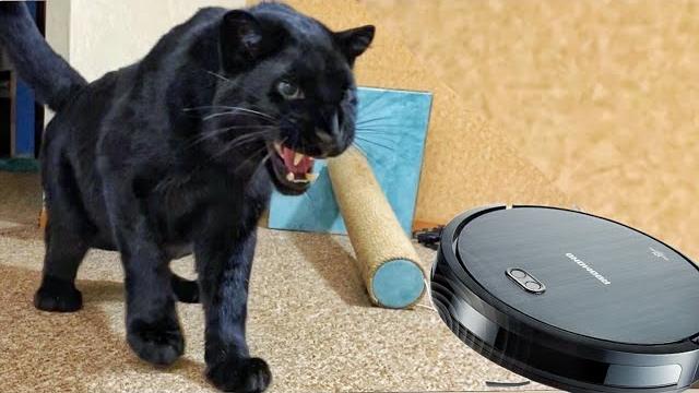 Panther luna and scary robot vacuum cleaner Panther luna and scary robot vacuum cleaner