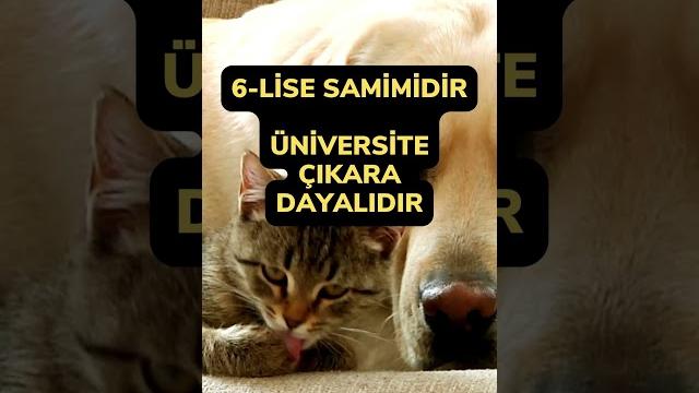 Üni̇versi̇te arkadaşliği vs li̇se arkadaşliği Üni̇versi̇te arkadaşliği vs li̇se arkadaşliği
