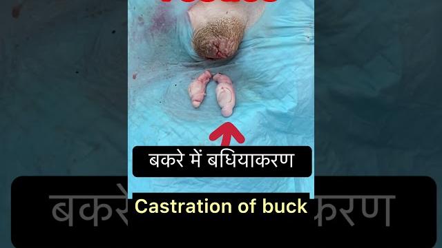 Castration l dr umar khan Castration l dr umar khan