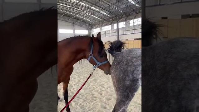 Stallion horse breeding season short video Stallion horse breeding season short video
