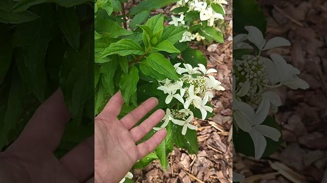 Star rose гортензия Star rose гортензия