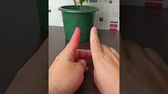 Что делать при укусе осы человека. последствия укуса Что делать при укусе осы человека. последствия укуса