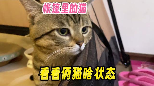 帐篷里的两只猫~适应的挺快!我摸他俩~反应大不同!小七偶尔还是会抓我 帐篷里的两只猫~适应的挺快!我摸他俩~反应大不同!小七偶尔还是会抓我