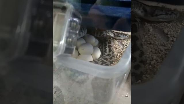 Python laying eggs Python laying eggs