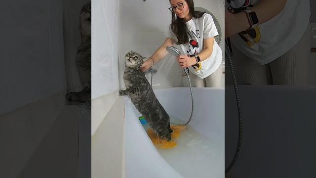 Вот и искупались! а твой котик любит купаться? Вот и искупались! а твой котик любит купаться?