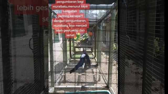 Manfaat umbaran untuk burung murai batu #kicaumania #kicaumaniaindonesia #kicaumanianusantara #murai Manfaat umbaran untuk burung murai batu #kicaumania #kicaumaniaindonesia #kicaumanianusantara #murai