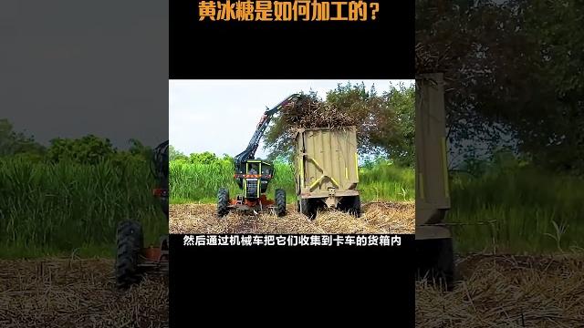 黄冰糖是如何加工的?#黄冰糖 #制作过程 #冰糖雪梨 #纯天然无添加 黄冰糖是如何加工的?#黄冰糖 #制作过程 #冰糖雪梨 #纯天然无添加