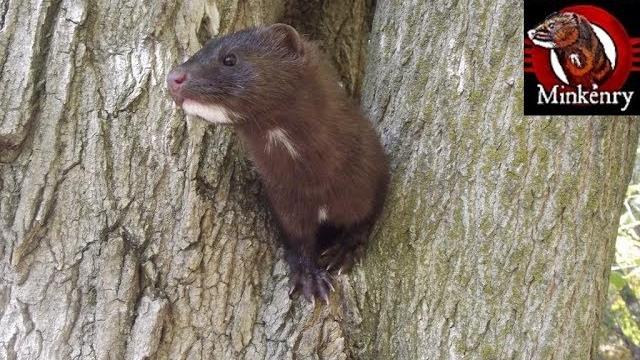 What is a mink? What is a mink?