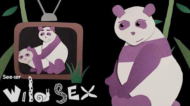 Could porn save the dwindling panda population? Could porn save the dwindling panda population?