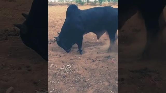New aggressive bull fight| sand ki ladai|#villageanimalfight bull fight video #youtubeshorts#video New aggressive bull fight| sand ki ladai|#villageanimalfight bull fight video #youtubeshorts#video