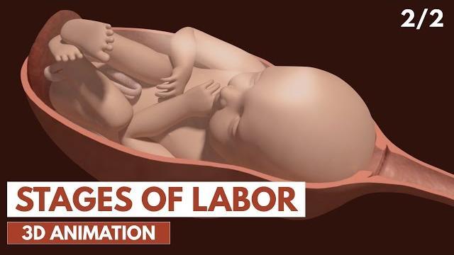 Stages of labor | 3d animation (2/2) Stages of labor | 3d animation (2/2)