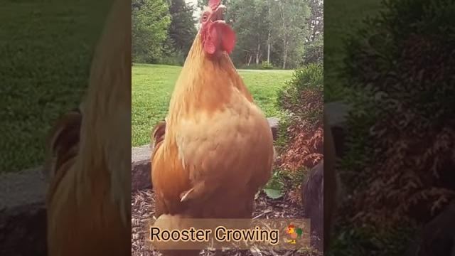 Chicken | rooster crowing sound #shorts Chicken | rooster crowing sound #shorts
