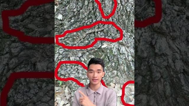 Loài rắn ẩn thân trên cây Loài rắn ẩn thân trên cây