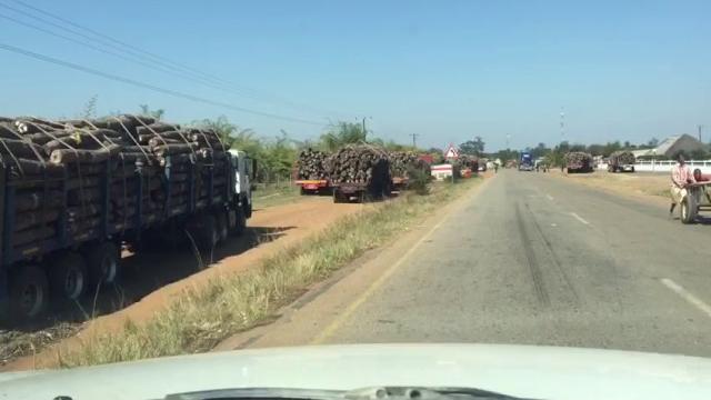 Chinese rape of mozambique forests Chinese rape of mozambique forests