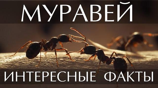 Муравей - интересные факты (фото, видео) Муравей - интересные факты (фото, видео)