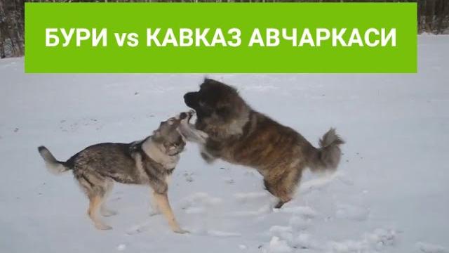 Хайвонлар жанги бури ва кавказ авчаркаси #бурилар Хайвонлар жанги бури ва кавказ авчаркаси #бурилар