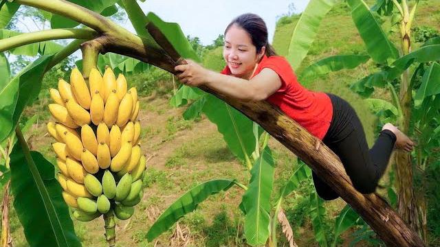 4 days harvesting banana goes to village market sell - vegetable care | hanna daily life 4 days harvesting banana goes to village market sell - vegetable care | hanna daily life