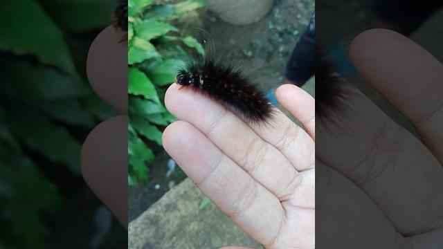 Fakta unik ulat bulu: tidak gatal kalau disentuh bagian bawahnya Fakta unik ulat bulu: tidak gatal kalau disentuh bagian bawahnya