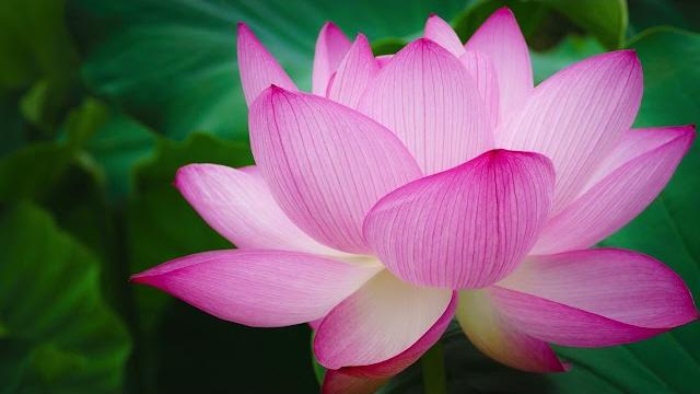 Nam myoho renge kyo, daimoku, 60 min #nammyohorengekyo #buddhism #nichirendaishonin #wjoreilly Nam myoho renge kyo, daimoku, 60 min #nammyohorengekyo #buddhism #nichirendaishonin #wjoreilly