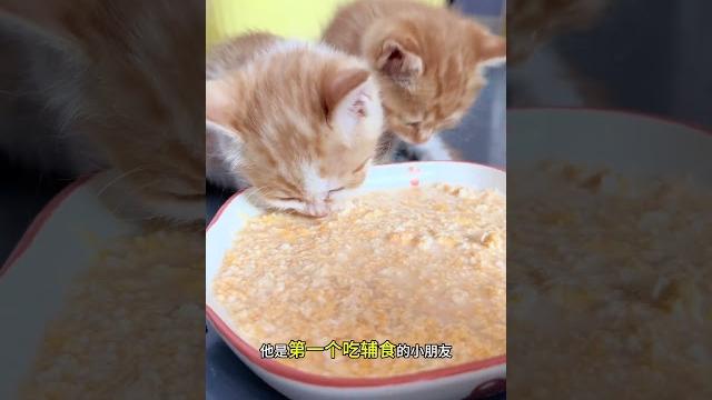后进生薯条~ #小奶猫的成长日记 #小猫有多会撒娇 #我和流浪猫的故事 后进生薯条~ #小奶猫的成长日记 #小猫有多会撒娇 #我和流浪猫的故事