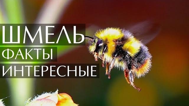 Шмель - интересные факты Шмель - интересные факты