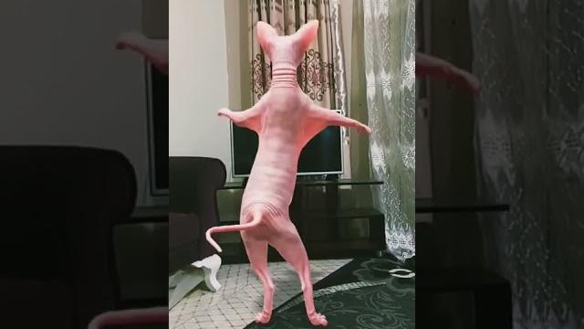 Cat dancing bara bara bara#shorts Cat dancing bara bara bara#shorts