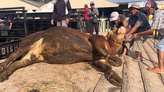 Kumpulan sapi ngamuk the qurban core 2025 ‼️ Kumpulan sapi ngamuk the qurban core 2025 ‼️