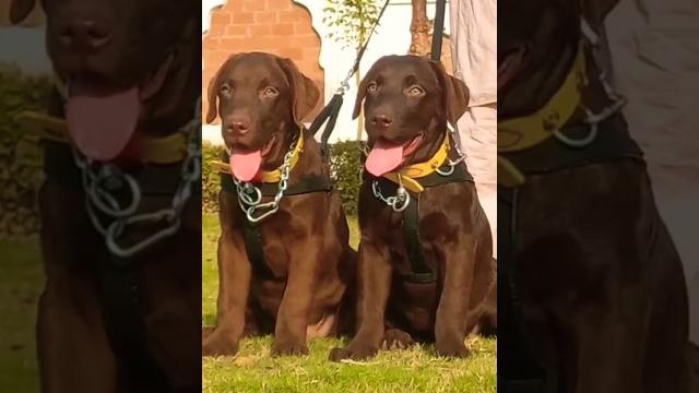 My english pointer dog|pointer dog|panter dog My english pointer dog|pointer dog|panter dog