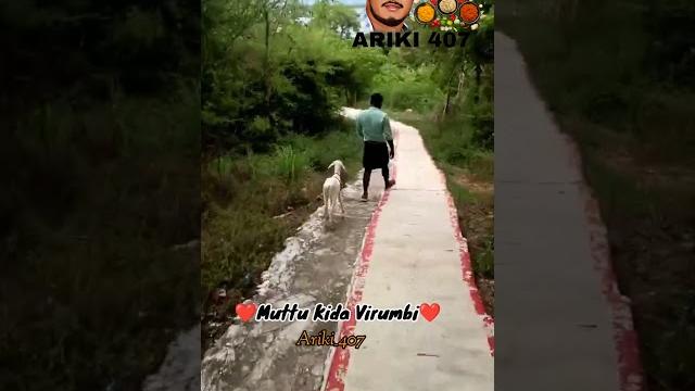 Muttu ️kidai #muttukida #ariki407 Muttu ️kidai #muttukida #ariki407