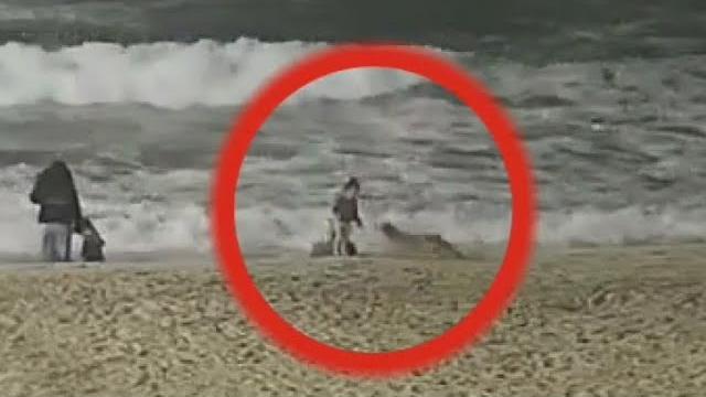 Coyote attacks little girl near huntington beach pier Coyote attacks little girl near huntington beach pier
