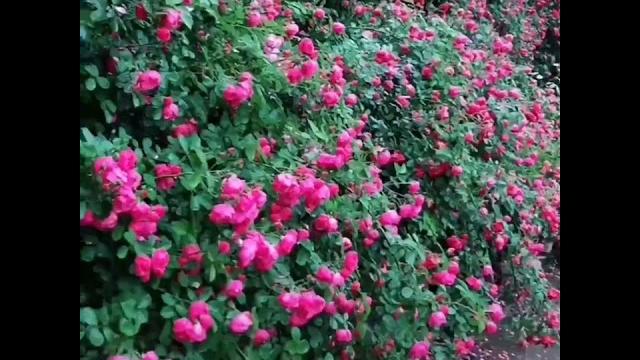 爬藤蔷薇花 爬藤蔷薇花