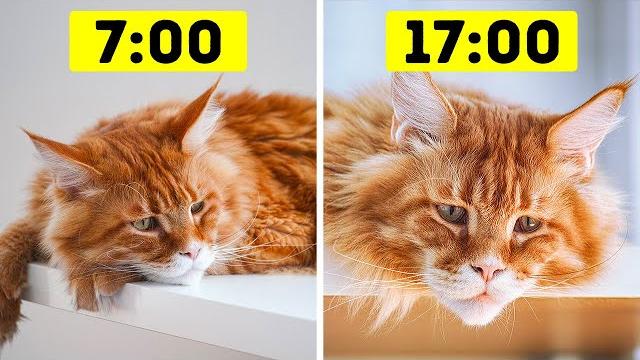 26 опасных ошибок, которые продолжают совершать владельцы кошек 26 опасных ошибок, которые продолжают совершать владельцы кошек