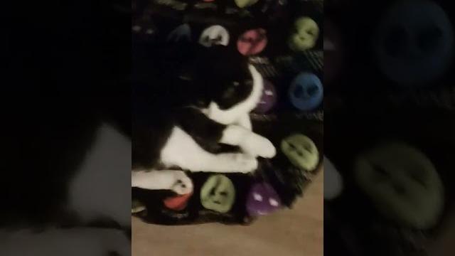 Bigo bigo Bigo bigo