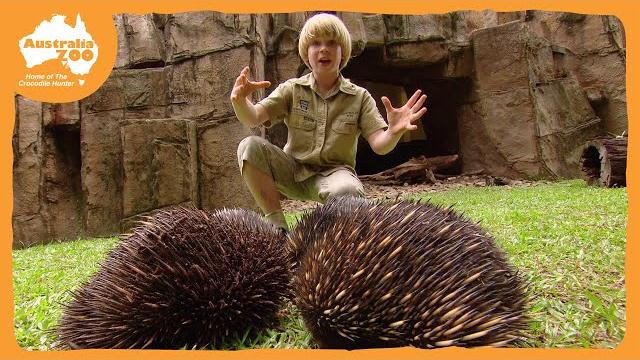Robert irwin's australia zoo tour | irwin family adventures Robert irwin's australia zoo tour | irwin family adventures