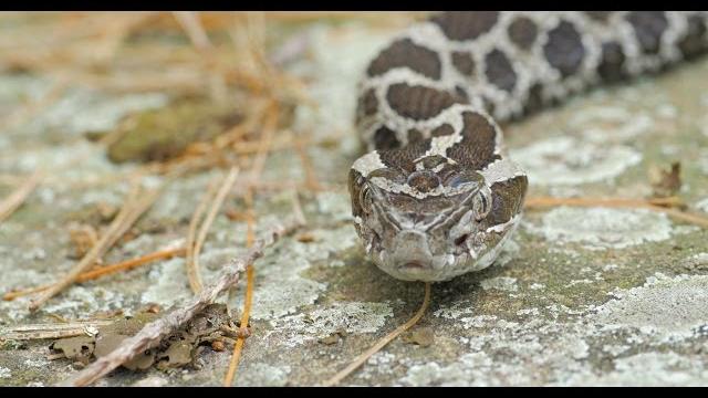 The science in saving the massasauga rattlesnake The science in saving the massasauga rattlesnake
